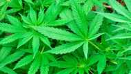 Ghana features prominently as new report discloses Africa's top "ganja" nations