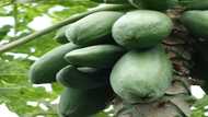 Health benefits of pawpaw leaves