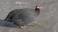 Guinea fowl farming in Ghana