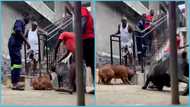 Ghanaian dog breeder runs for his life after the pet turned wild in a viral video