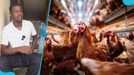 Ghanaian man opens up about poultry farming business: "I make GH₵11K monthly"