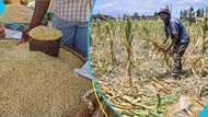 Peasant farmers push against government's ban on grain exports