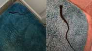 Poor man scared awake by wife’s braid during midnight loo trip, thinks it’s a snake