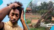 “This could really spell doom for us”: Komfo Anokye’s sacred cola tree felled by unknown persons in Feyiase