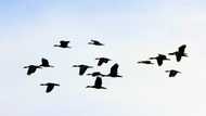 Mercury pollution makes ducks more likely to get bird flu: study