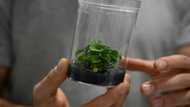Green tech fights for limelight at CES gadget fest