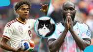 Spain vs Belgium: Psychic cat predicts winner of the World Cup quarter-final tie