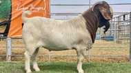 “The gods must be crazy”: Man sells goat for a whopping GHc200,000