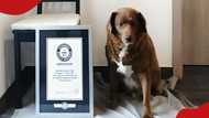 Guinness World Records suspends world's oldest dog title to investigate age