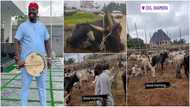 Nigeran businessman makes statement with 346 cows, 72 goats, 20 rams for mother's burial