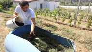 Albanian farmer feeds coffee to fields amid fertiliser crunch