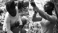 Pretty KNUST graduate now farmer inspires as her cute photos hit online; many share sweet reactions