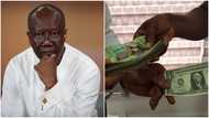 Cedi fall has become “an albatross on the neck of Ghanaians” – Ofori-Atta laments