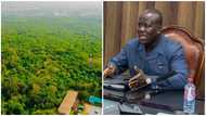 Achimota Forest: Owoo family break silence, deny receiving land from gov't