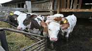 Ukraine farm animals burned alive in Russian bombing