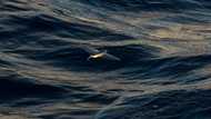 Critical negotiations on deep sea mining kick off in Jamaica