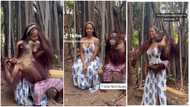 Beautiful lady seen in a cosy moment with ape as they pose for pictures together