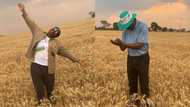 You always inspire: Hardworking female farmer praised for beautiful wheat crops