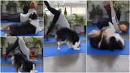 Cute Dog 'Scatters' the Internet with Laughter as Adorable Video of its Yoga Session