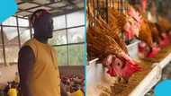 Asamoah Gyan Ventures into Poultry Farming, Seen Inspecting Chickens in Video