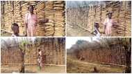 Man married to 7 women shows off his 'net worth' with massive barn of yam tubers
