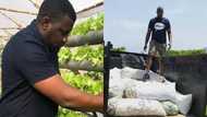 John Dumelo shows off products from his ginger farm; Ghanaians shower praises on him