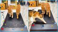 Video of 3 cats working out on treadmill together causes stir on social media with 16 million views