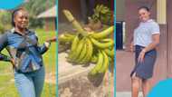 Ghanaian students 'spoil' their teachers with plantains, tubers of yam as school closes