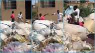 Ghanaian teacher chases student at dumpsite site for refusing to got to school, video evokes laughter
