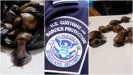 Ghanaian trends in US JKF Airport for packing 22 giant snails and prekese in his luggage