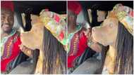 KiDi: Dog dressed in African print dress jams to Ghanaian singer's 'Touch it' hit song, hilarious video causes stir