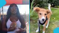 Lady buys puppy in Ghana and takes it to Germany: “The dog’s barking accent changed”