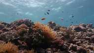 UN urges ambitious action to protect the oceans
