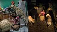 The Hyena Man: Meet the fearless Ethiopian man who happily lives with his domesticated hyenas