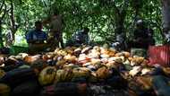 Ivory Coast, Ghana throw down gauntlet on cocoa price