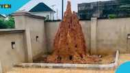 Ghanaians debate causes and significance of anthill in residential compound