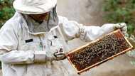 Sweet success: Jordan's beekeepers busy as honey demand soars