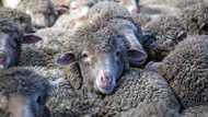 New Zealand farmers battle pine forests to 'save our sheep'