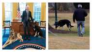 Joe Biden's dogs evicted from White House after biting incident with security personnel