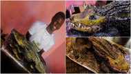 God inspired me - Talented man who baked crocodile cake reveals; photos wow social media