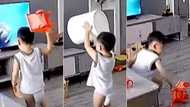 LOL: Video shows Boisterous toddler smashing TV to "beat the bad guys", Many react