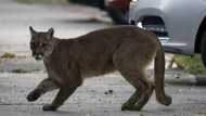 Mother fights off mountain lion with bare hands to save son