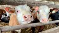 Canadian farmers 'not satisfied' with EU trade deal