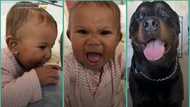 "This is crazy": Baby caught on camera acting like family's dog, video leaves netizens surprised