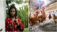 Young lady becomes successful poultry farmer after years of unemployment: Shares inspiring success story