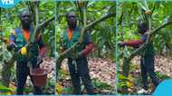 Cocoa farmer calls out Mahama over new cocoa prices, destroys cocoa pods