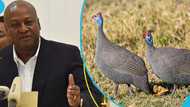 Mahama says no guinea fowl flew to Burkina Faso, blames media for misreporting