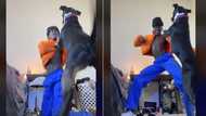 TikTok video of man with pit bull throwing hands against dog gets 6m views after it stopped him from dancing up a storm