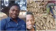 Ghanaian man harvests huge tubers of yam from his small garden; shows off online