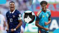Mysterious cat predicts France vs Spain after correctly calling Ghana's exit